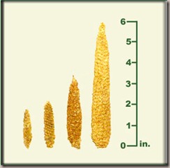 AG-corn-evol